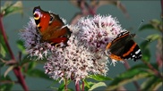 Papillons d'Alsace